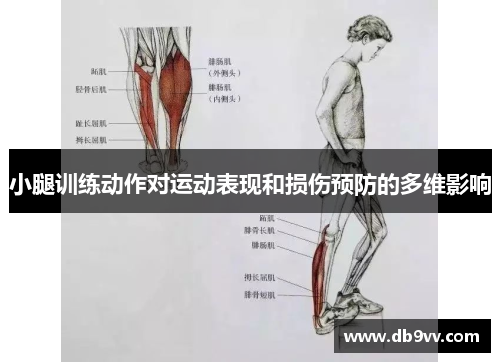 小腿训练动作对运动表现和损伤预防的多维影响
